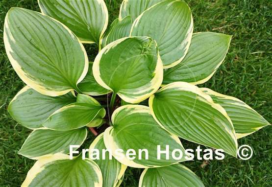 Hosta Rhino